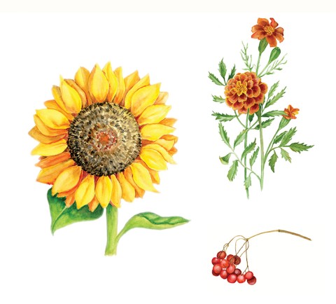 sunflower sketch png