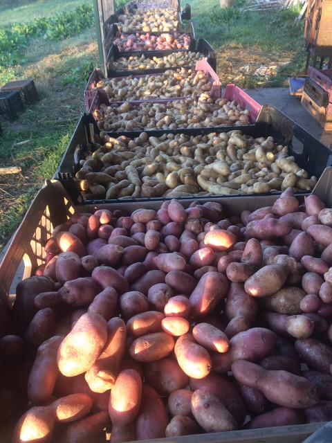 varieties of potatoes