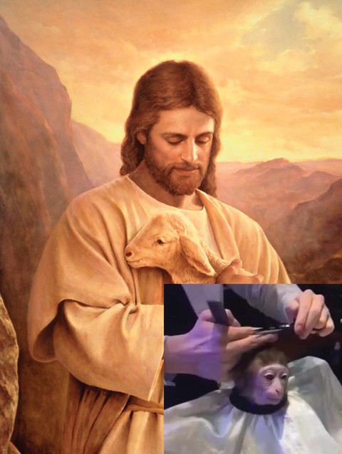 Monkey Jesus meme