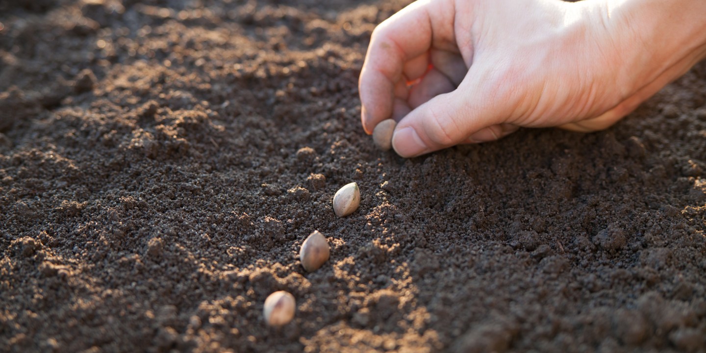 planting seeds