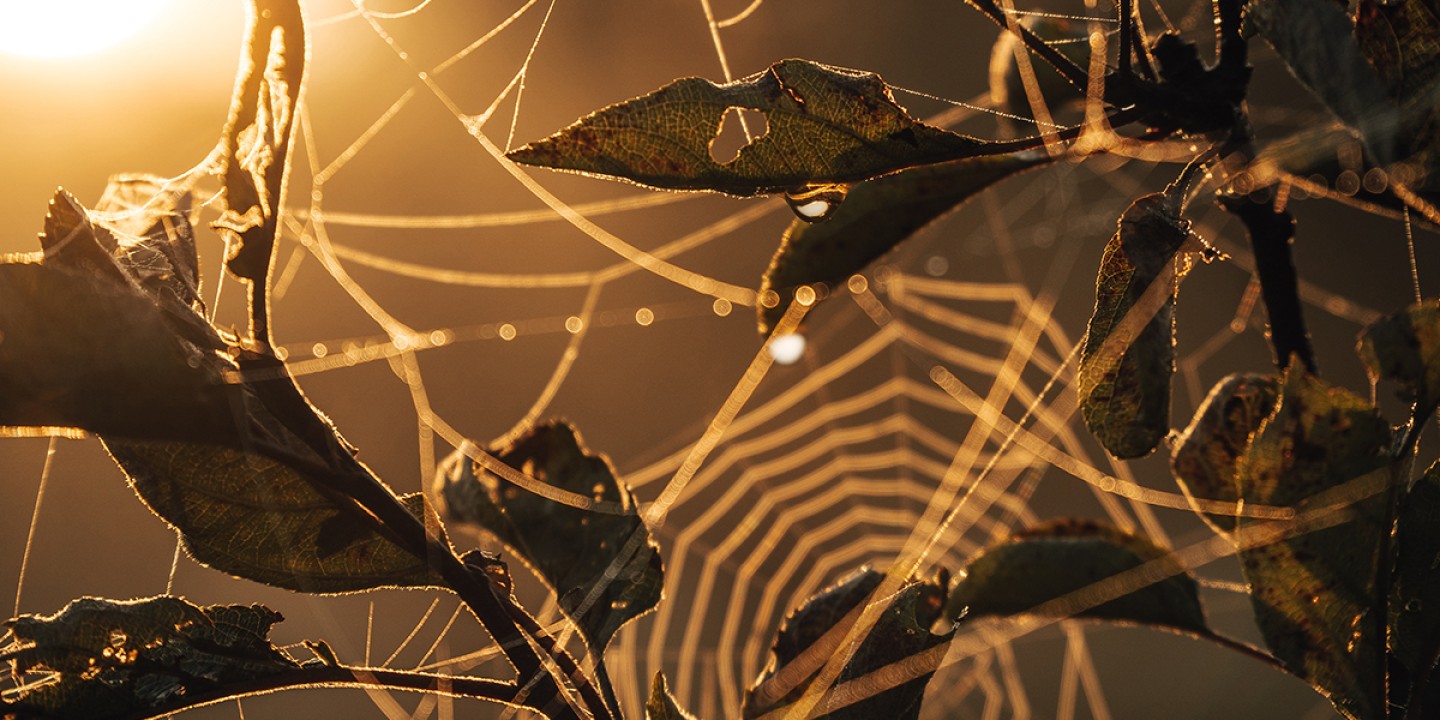 Priest Shares Wisdom Found in a Spider's Web