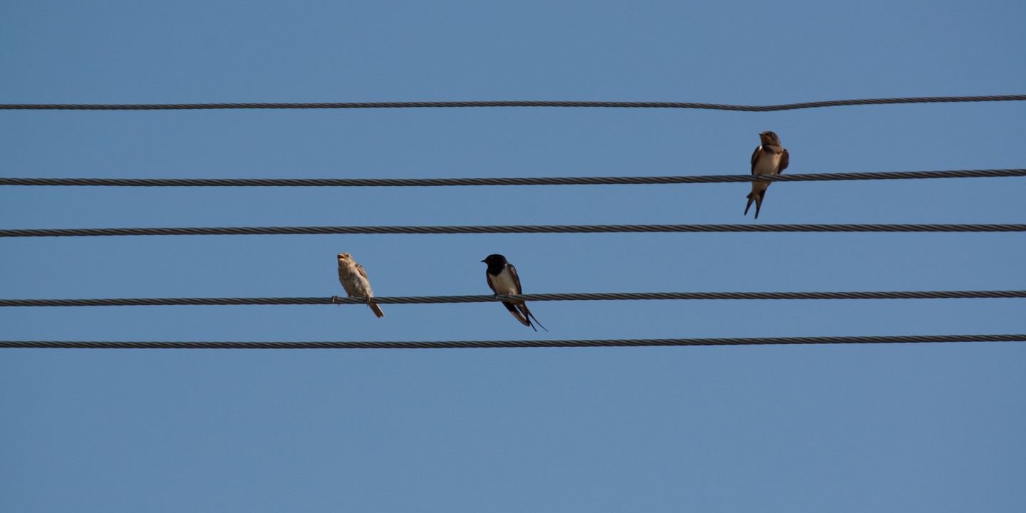 Birds on a wire