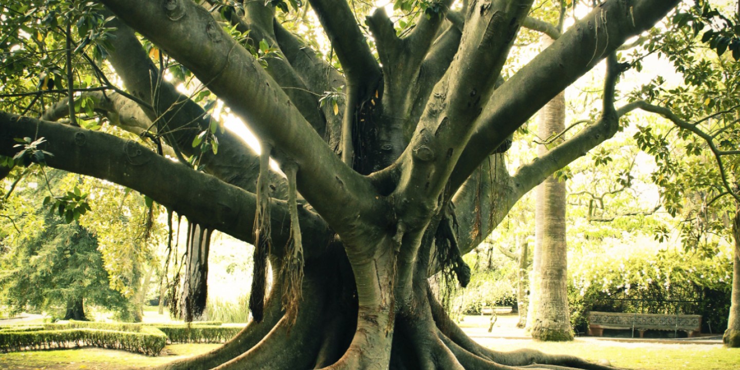 tree with roots